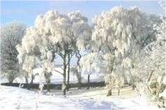 Trees with snow_0